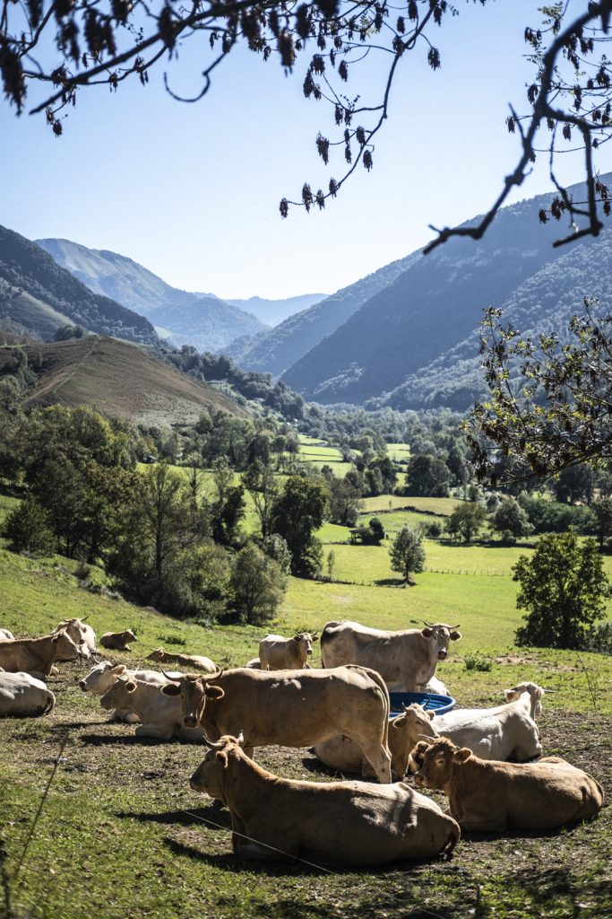 paysages où l'on voit des vaches paître dans une prairie en béarn
